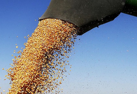 exportação brasileira de milho
