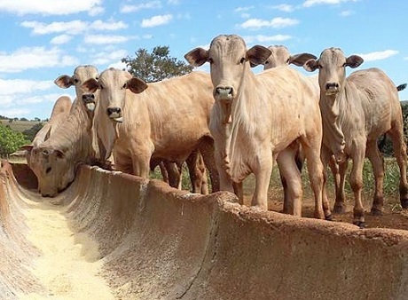 custo de produção de bovinos confinados