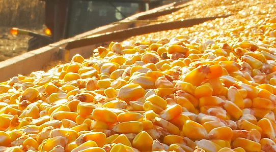 quanto o Brasil exporta de milho