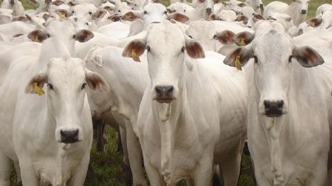 carne bovina exportada do Brasil