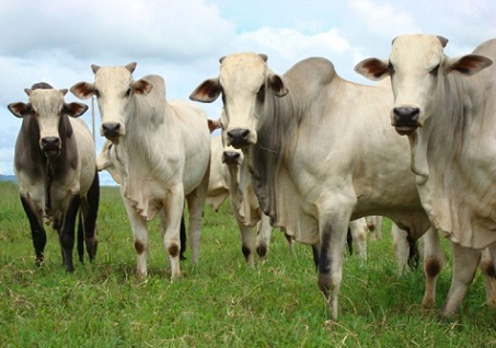 sistemas de bovinos de corte do futuro