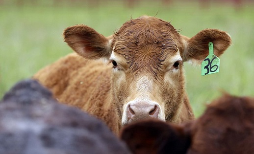 uso de antibióticos em bovinos