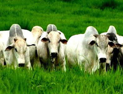 nitrogênio na produção de bovinos