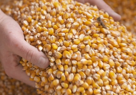 preço futuro do milho