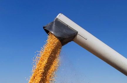 exportação de milho caiu