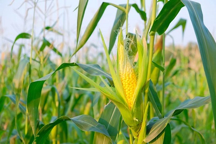 produção mundial de milho