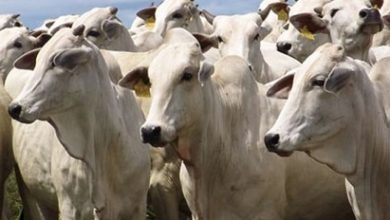 exportação de bovinos vivos do Brasil