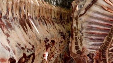 importação de carne bovina brasileira