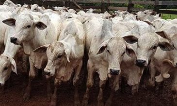 taxa de abate de bovinos