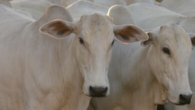 abate de bovinos no Brasil