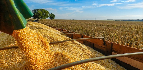 produção de milho
