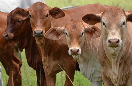 mercado mundial de carne bovina