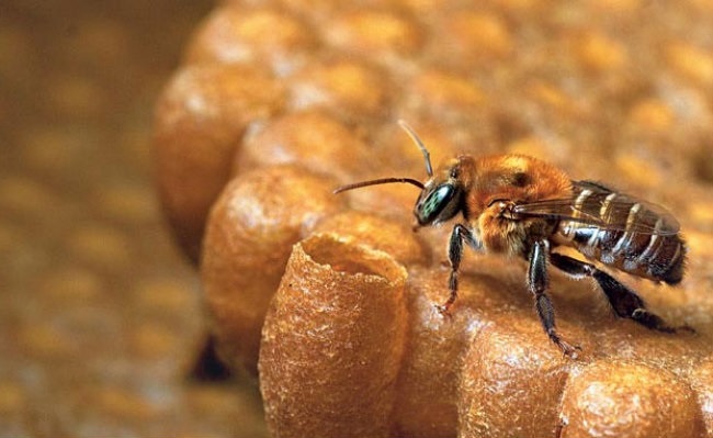 criação de abelhas