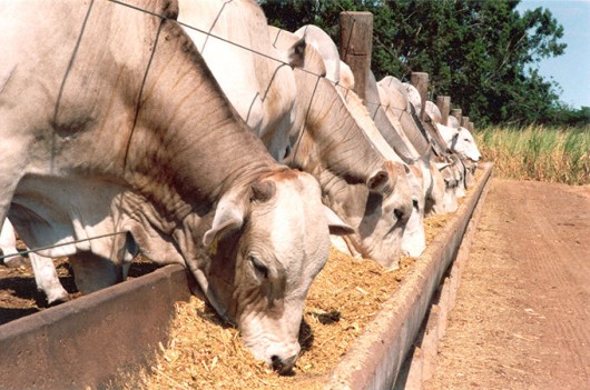 alimentação animal