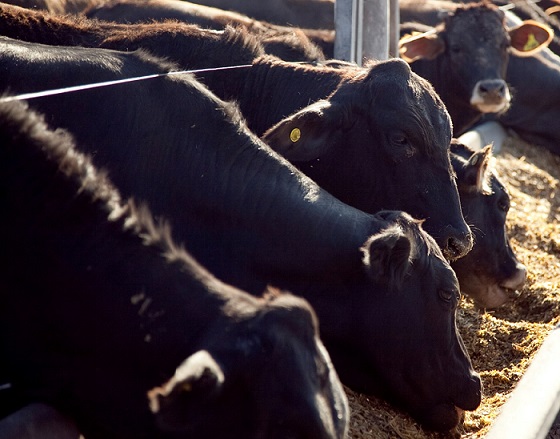 custo de produção de bovinos confinados