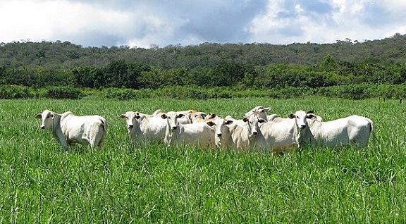 recuperação de pastagens