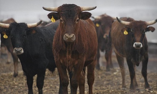 carne bovina chinesa