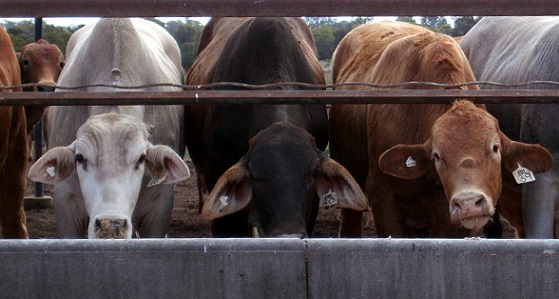 animais em confinamento