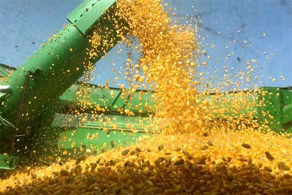 estimativa de produção de milho