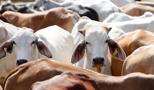 regras para exportação de bovinos vivos