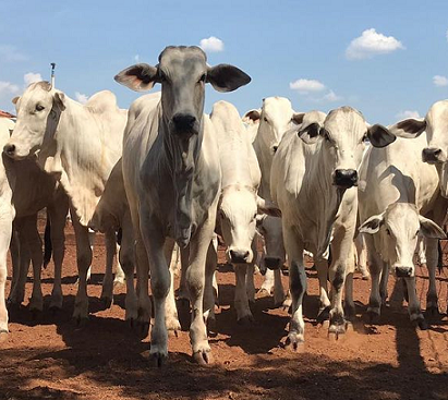 índices de produtividade da atividade de cria