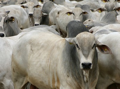 bovinos vivos do Brasil