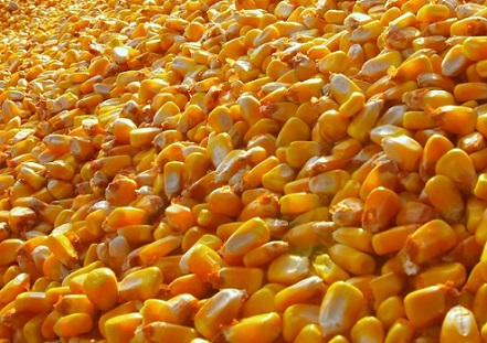 preços do milho e da soja em 2019