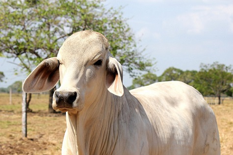 controle financeiro da fazenda