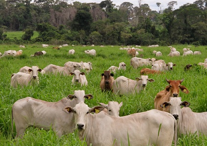 agricultura de baixo carbono