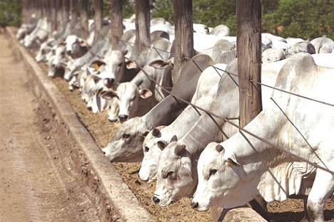 custo de produção de proteína animal