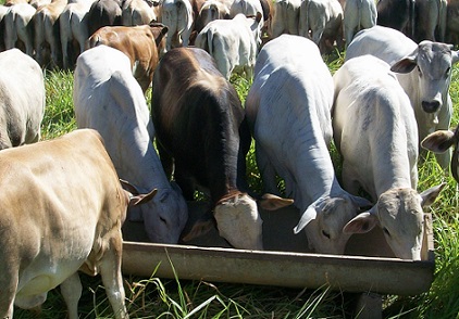 preços do sal mineral para bovinos