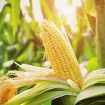 preços corrigidos do milho