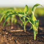 preços corrigidos do milho