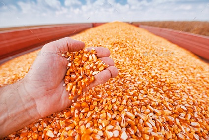 exportação de milho