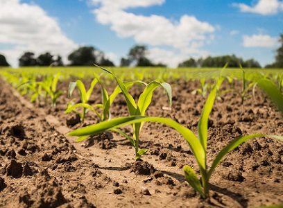 importação de fertilizantes