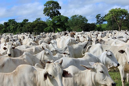 preço anual do bezerro