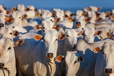 taxa de abate de vacas