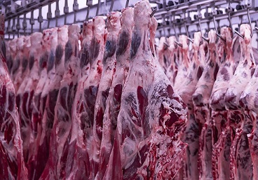 exportação de carne bovina