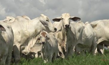 maiores rebanhos de bovinos