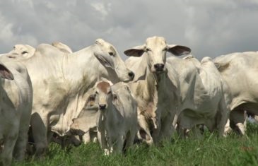 maiores rebanhos de bovinos