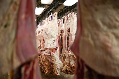importação de carne bovina