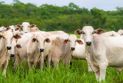 Maiores rebanhos e produtores mundiais de carne bovina