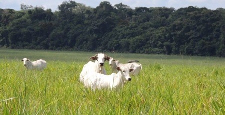 preço da arroba do bezerro