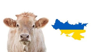 pecuária da Ucrânia
