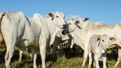 abate de vacas no Brasil
