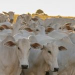 taxa de abate de novilhas