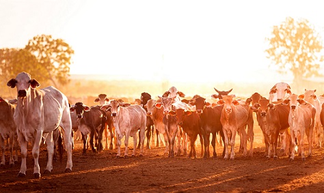 exportação de carne bovina