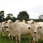 relação de preço do boi