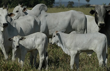 preço da arroba do bezerro