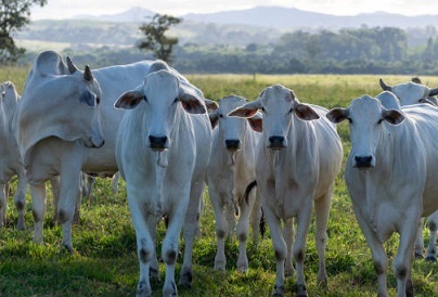 preço em dólares do boi